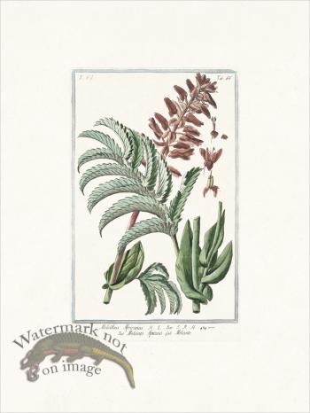 Bonelli 666 Meliante